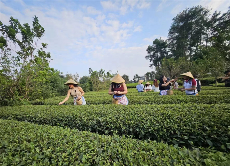 Journalisten aus lateinamerikanischen Ländern erleben das Teepflücken (Foto: Wang Xiaoxia/People's Daily Online)