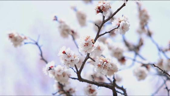 杏花烂漫春满山