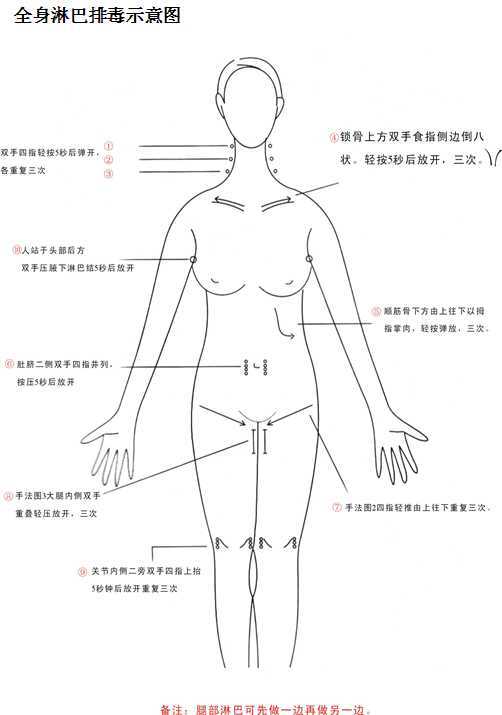 淋巴排毒示意图