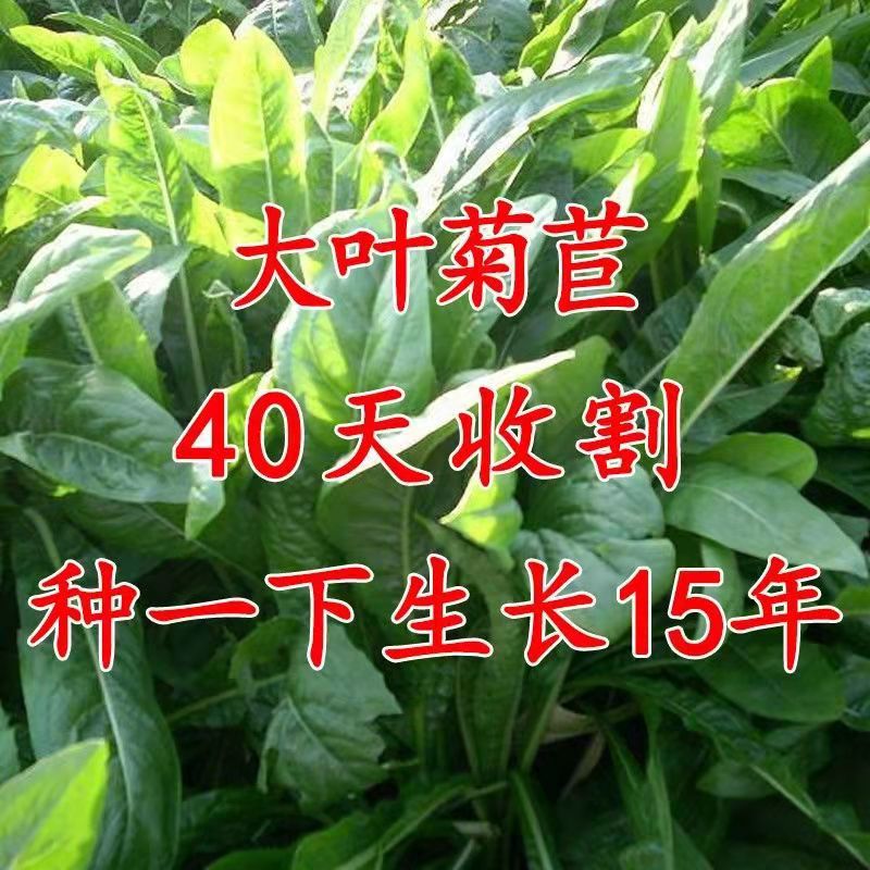 湖南益阳常青草种草籽厂家批发高速路基边坡绿化草种