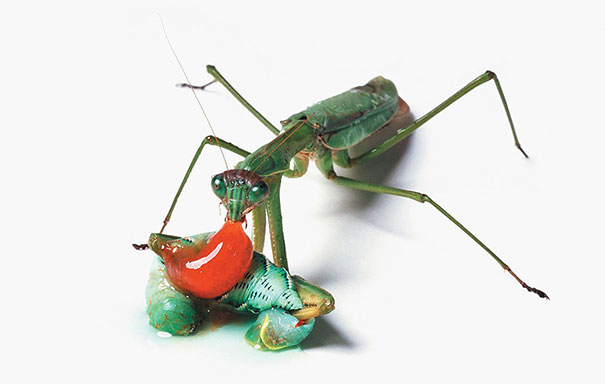 food-chain-insect-photography-catherine-chalmers-6