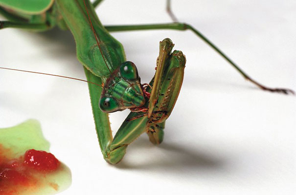 food-chain-insect-photography-catherine-chalmers-7