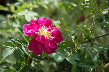 Blossoming Prosperity: Gansu Yongdeng's Kushui roses pave the way to rural revitalization