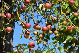 Résultat d’images pour Dessert Facile Avec Des Pommes