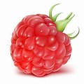 Framboise Dessin PNG