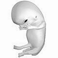 Fetus la 8 săptămâni de la fertilizare[7]