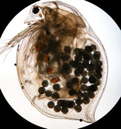 Daphnia magna com ovos