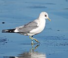 Short-billed gull