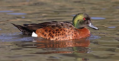 Chestnut Teal