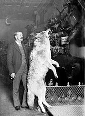 Photo of Breckenridge naturalist Edwin Carter standing next to a taxidermied gray wolf killed in the Colorado Rockies, c. 1890–1900