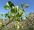 Sektion Dipetalae: Fraxinus anomala mit Blättern und Früchten