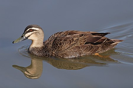 Pacific black duck, by Fir0002