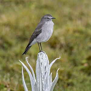 Paramo ground tyrant, by Charlesjsharp