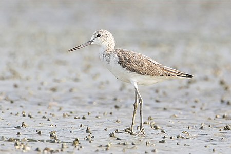 Common greenshank, by JJ Harrison