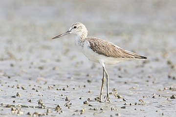 Greenshank