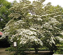 Cornus