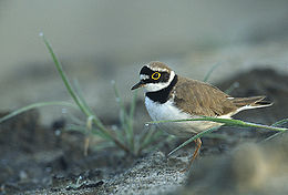 Upinis kirlikas (Charadrius dubius)