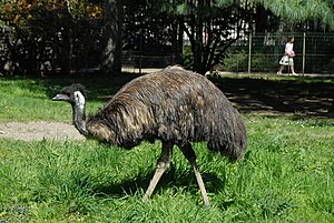 Grat Eemu (Dromaius novaehollandiae) LC - least concern (ei trüüwet)