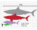 巨齒鯊與鯨鯊、大白鯊、人的大小對比