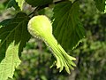 Immature fruit showing the "beak"