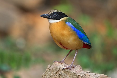 Blue-winged pitta, by JJ Harrison