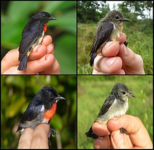 Wakatobi flowerpecker