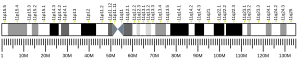 Chromosome 11 (human)