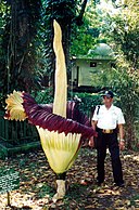 At Bogor Botanical Gardens