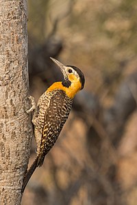 Campo flicker, by Charlesjsharp