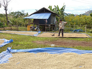 Phơi cà phê ở Cao nguyên Bolaven