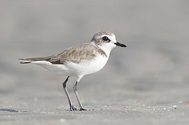 Lesser sand plover