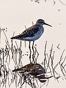 Wood sandpiper (Tringa glareola), April 2024