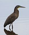 Bare-throated Tiger Heron