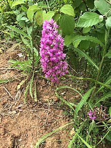 petite orchidée mauve dont l’inflorescence composée de très petites fleurs prend la forme d’une petite pyramide.