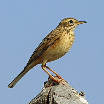 Paddyfield pipit