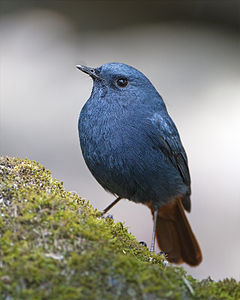 Plumbeous water redstart, by JJ Harrison