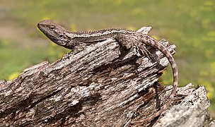 Amphibolurus muricatus.