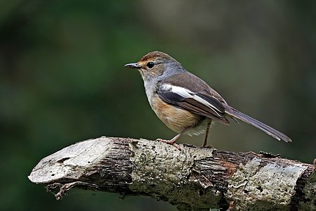 Madagascar magpie-robin, by Charlesjsharp