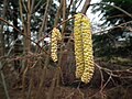 Male catkins