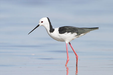 White-headed stilt at Black-winged stilt, by JJ Harrison