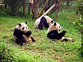 Le panda géant est herbivore(Ailuropoda melanoleuca, Ursidae).