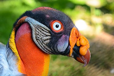 King vulture