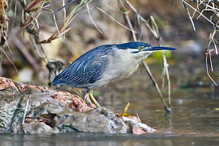 Striated heron, by JJ Harrison