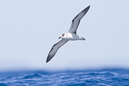 White-necked petrel, by JJ Harrison