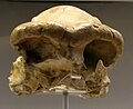 Fragmenti lobanje Homo ergaster i Homo erectus