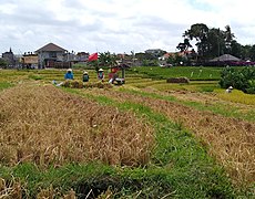 Harvesting rice (2019)