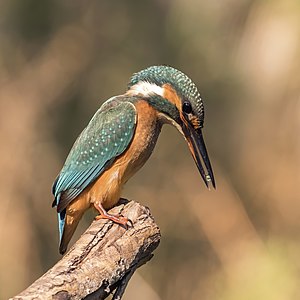 Common kingfisher, female, by Charlesjsharp