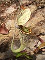 Une fourmi marchant sur une Nepenthes rafflesiana