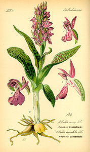 Illustration d'Orchis tacheté.