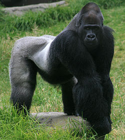 Mužjak zapadnog gorile (Gorilla gorilla)